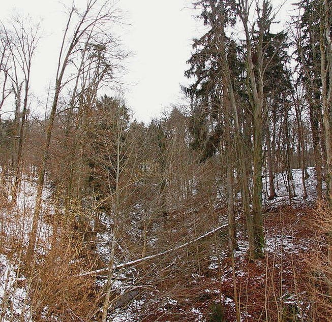 Das Eschensterben breitet sich in den Wäldern der Region aus. (Bild: Michel Burtscher)