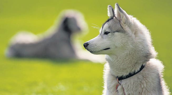 Das unbeschwerte Leben ist passé: Hundebesitzer in Bischofszell und Umgebung fürchten um das Wohl ihrer Schützlinge. (Archivbild: Urs Jaudas)
