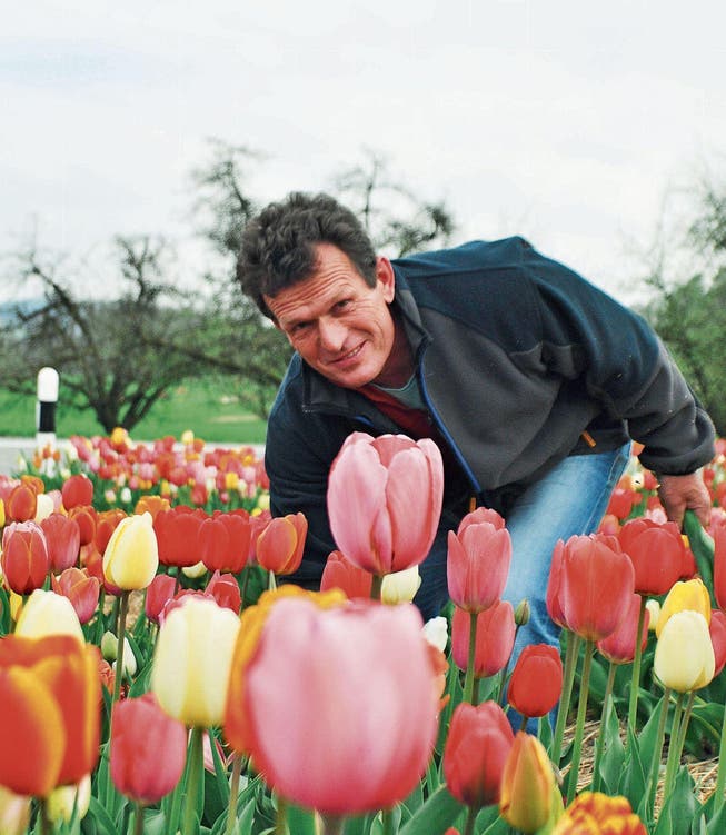 Landwirt Willi Ammann hegt und pflegt die Tulpen auf seinem Blumenfeld. (Bilder: Sandra Grünenfelder)