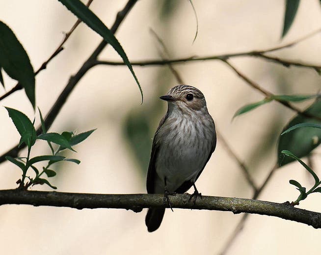 Der Grauschnäpper, ein unscheinbar grauer Kleinvogel, der auf exponierten Warten steht und Insekten im kurzen Jagdflug erbeutet. (Bild: Fredy Buchmann)