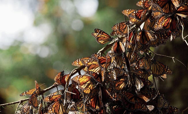 Sehen wie Herbstblätter aus, sind aber Schmetterlinge: Monarchfalter. (Bild: Rebecca Blackwell/AP)