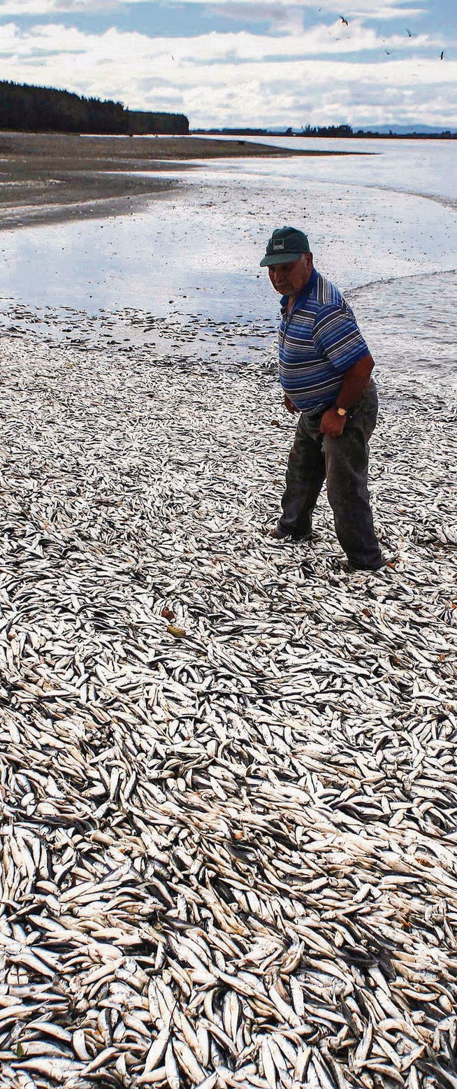 Waten in Kadavern: Ein Fischer stapft in Chile durch vergiftete Sardinen. (Bild: ap/Felix Marquez)