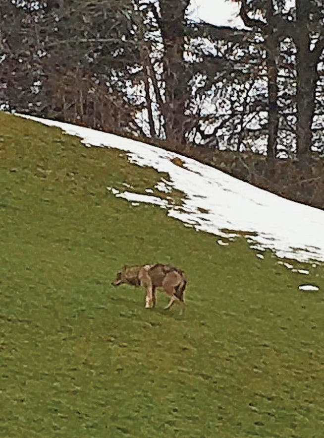 Dieser Wolf wurde vor rund zehn Tagen in Nesslau gesichtet. (Bild: pd)