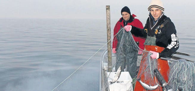 Der Altenrheiner Timon Görtz, mit 22 Jahren wohl der jüngste Berufsfischer am See, war nach dem Gangfischen überzeugt: «Es hat Fische im See.» (Bild: Gernot Grabher)