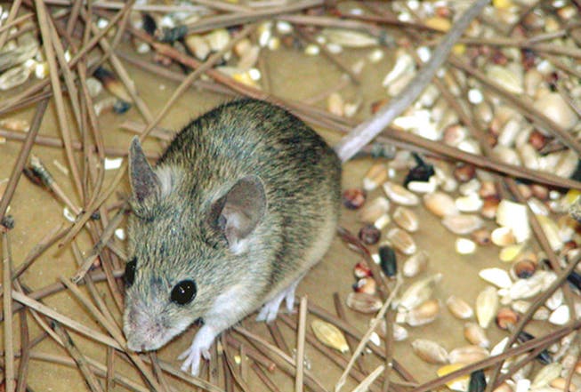 Im Werkhof von Basadingen gibt es Mäuse. (Bild: Keystone (Symbolbild))