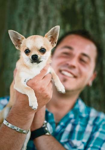 Wunderschoner Reinrassiger Mini Chihuahua Deckrude In Weinsberg Von Privat
