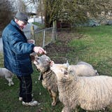 SALMSACH: Nach brutaler Attacke auf seine Lämmer: Salmsacher Schafhalter wappnet sich für die Osterzeit