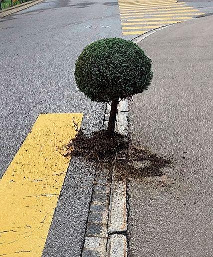 Dieser Baum wurde am Sonntagmorgen an der Oberdorfstrasse in Herisau gesichtet. (Bild: PD)