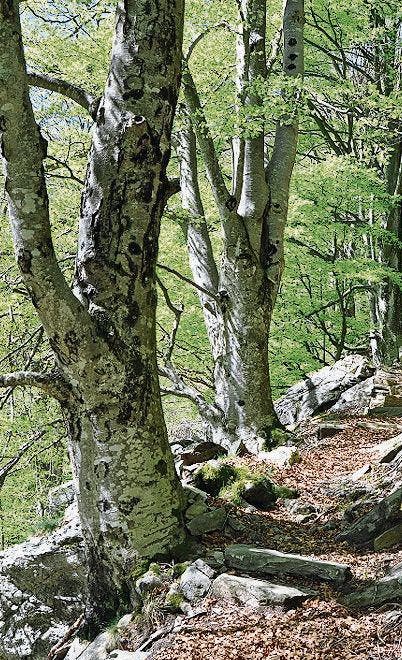 Einige Bäume im Buchenwald sind über 170 Jahre alt. (Bild: PD)