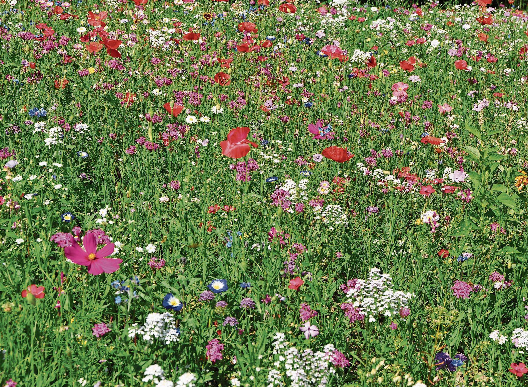 AUSSERRHODEN: Blumenwiesen Gesucht