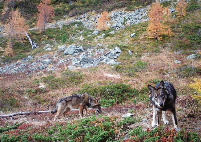 Ihnen droht akute Gefahr aus Bundesbern: zwei Wölfe im Augstbordgebiet im Oberwallis. (Bild: Gruppe Wolf Schweiz (November 2016))