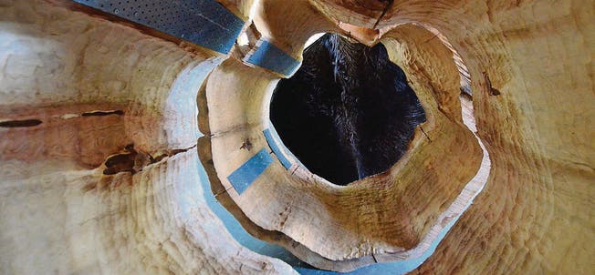 Das Innere des Mammutbaums dient als Resonanzkörper. (Bild: Max Eichenberger)