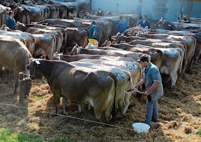 Wellnessprogramm für die Kühe an der Viehschau (Bild: Andy Lehmann)