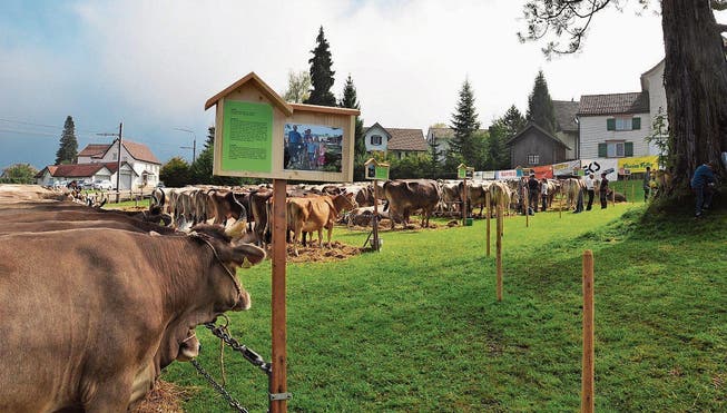 Die Kühe sind nach ihrer Betriebszugehörigkeit angeordnet. (Bilder: Gianni Amstutz)