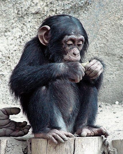 Junger Schimpanse: gefährdete Lebensräume. (Bild: sgt)