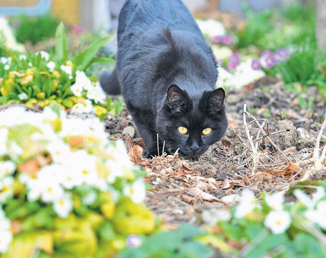Auf leisen Pfoten pirscht sich diese Katze durch Beete in einem Garten in Stettfurt. (Bild: Donato Caspari)