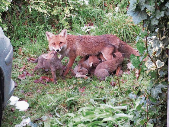 Fuchsbau Im Garten Der Garten Ruft Zu Jeder Jahreszeit