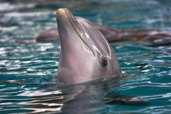 Delfinshows gibt es im Connyland nicht mehr lange - die verbliebenen Meeressäuger werden weggegeben. (Bild: Archiv/Susann Basler)