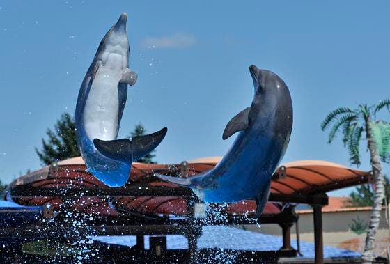 Am 20. Oktober ist im Connyland die letzte Delfinshow zu sehen. (Bild: Reto Martin/Archiv)