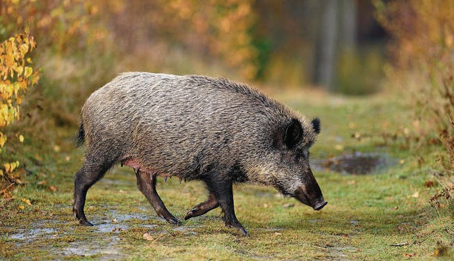 Ein Wildschwein durchstreift den Wald. (Bild: fotolia)