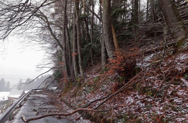 Im Dezember und Januar hatte die Forstgemeinschaft Grabus wegen der Stürme viele Waldschäden zu verzeichnen.