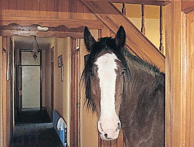 Demonstriert das Pferd auf dem Foto die Naturnähe der Immobilie? (Bild: pd)