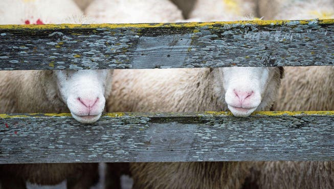 Schafe in einem Gehege in Vals. (Bild: Gian Ehrenzeller/Keystone (Vals, 17. September 2015))