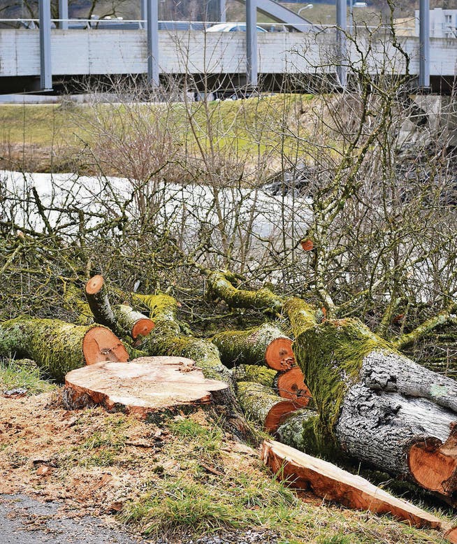 «Viel Totholz, Vitalität stark eingeschränkt» &ndash; so lautete das Urteil zu diesem Baum bei der Rietwisbrücke. (Bilder: Anina Rütsche)