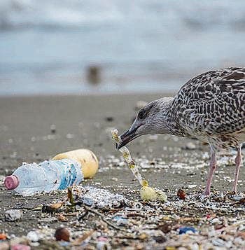 Wasservögel: vom Plastik massiv bedroht. (Bild: Fotolia)