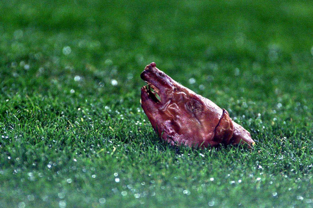 Schweinekopf auf dem Rasen: Barcelona-Fans geben im November 2002 auf diese Art ihrer Verachtung für Luis Figo Ausdruck. Dieser hat die Fronten gewechselt und gastiert mit seinem neuen Team Real Madrid bei Barcelona. (Bild: Keystone)