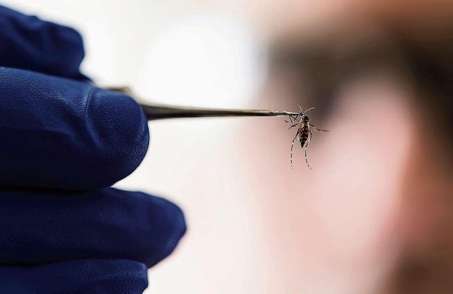 Die Chemie-Nobelpreisträger haben es möglich gemacht, das Zika-Virus rasch zu erkennen. (Bild: Jeff Miller/AP)