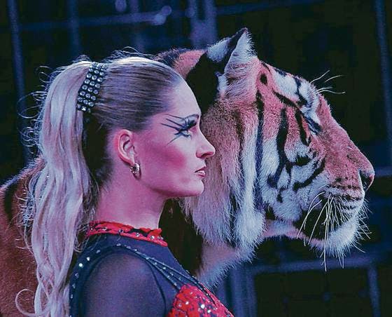 Carmen Zander und ihre Bengaltiger sind mit Circus Royal auf Tournée. (Bild: pd)