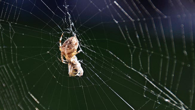 Die Spinne hat ihr Netz gebaut und fette Beute gemacht. (Bild: Monika von der Linden)