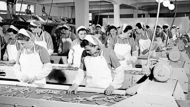 Auf dieser Bär-Fotografie aus dem Jahr 1958 sind Hero-Arbeiterinnen zu sehen, die Bohnen verlesen. (Bild: pd/Stadtarchiv Frauenfeld)