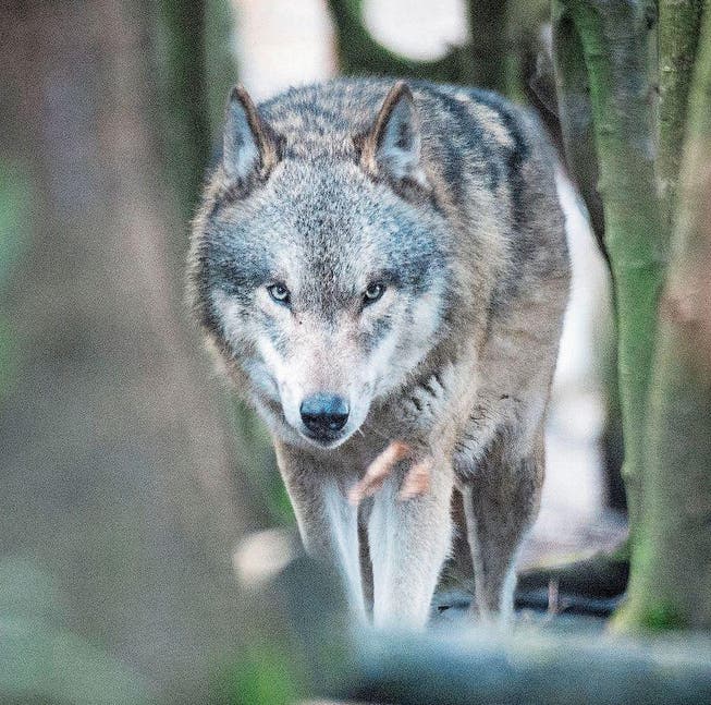 Drei Wolfssichtungen soll es letzten Samstag in der Gemeinde Buchs gegeben haben. (Bild: Benjamin Manser (Winterthur, 18. Februar 2016))