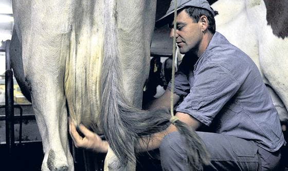 «Melken ist eine schöne Arbeit», sagt Norbert Hungerbühler. Seinen Kühen erteilt er vor dem Ansetzen der Melkmaschine Streicheleinheiten. (Bilder: mf.)