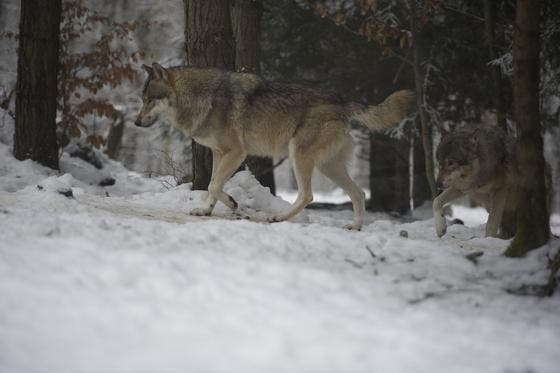 Wölfe im Tierpark Bruderhaus in Winterthur: Das Verhalten ihrer wildlebenden Artgenossen dem Menschen gegenüber wird mit einem Stufenmodell beurteilt. (Bild: Urs Jaudas)