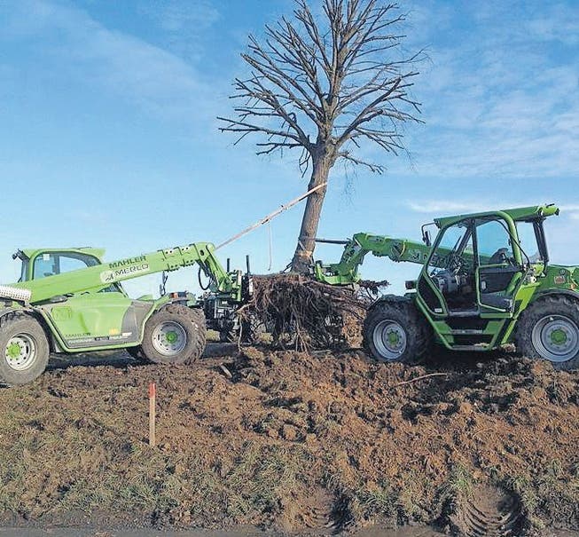 Mit grossen Maschinen wird der Baum transportiert. (Bilder: Stefan Koster)