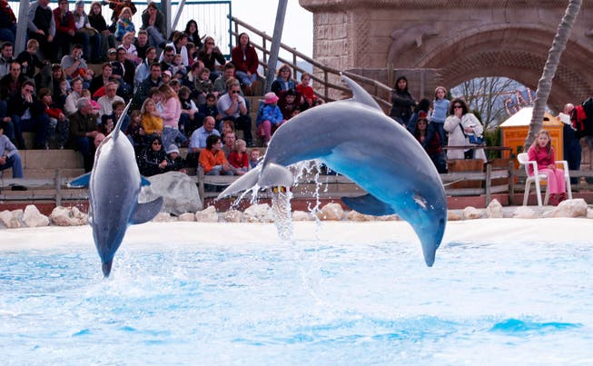 Wenn im Connyland die neue Saison eröffnet wird, wollen Tierschützer gegen das Delfinarium demonstrieren. (Bild: Archiv/ Donato Caspari)