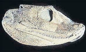 Acanthostega-Fossil. (Bild: Universität Zürich)