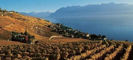 Blick auf die idyllische Weinregion Lavaux, von der Unesco zum Weltkulturerbe erklärt. (Bild: pd)