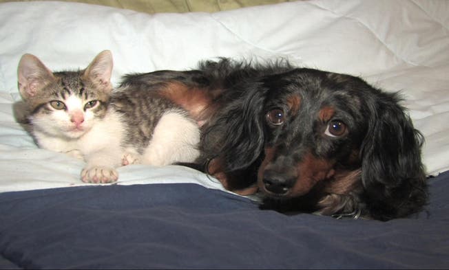Treuherziger Blick: Katzen und Hunde gehören zu den liebsten Haustieren von Herr und Frau Schweizer. (Bild: Archiv/Keystone)
