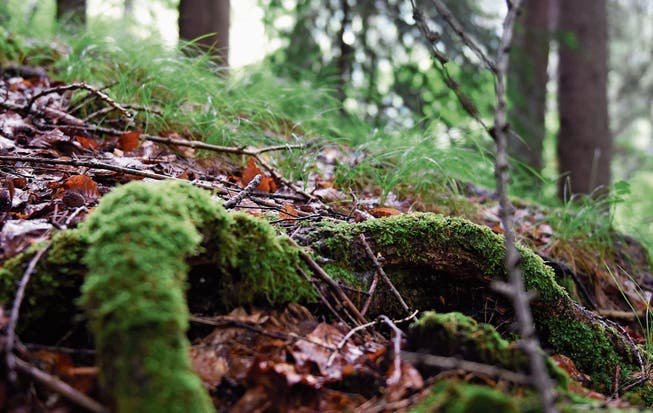 Im Sonderwaldreservat im Sittertobel soll ein lichter Baumbestand erreicht werden, damit viel Sonnenlicht auf den Boden fallen kann. (Bilder: Mea Mc Ghee)