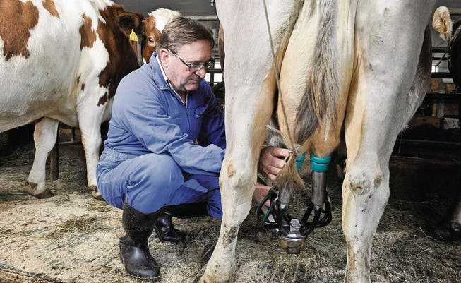 Biobauer Godi Siegfried melkt die Kühe in seinem Stall in Sitzberg. (Bild: Donato Caspari)