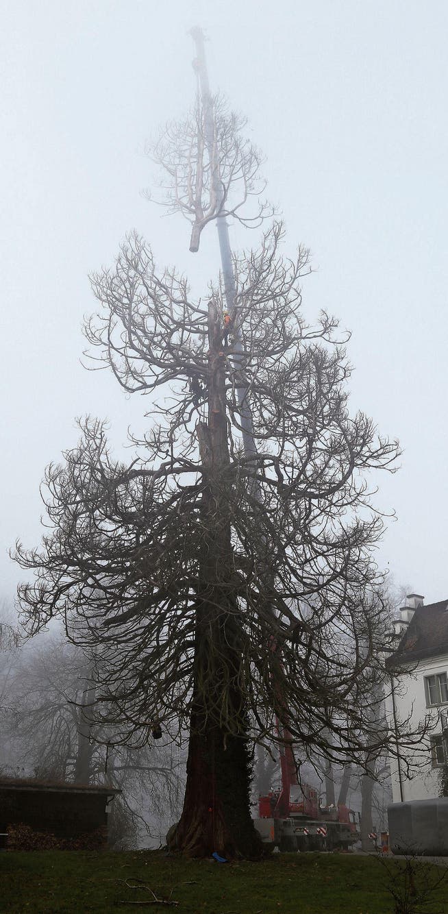 Am Donnerstagvormittag wurde der Baum zersägt: Ein Kran hebt die Spitze. (Bild: jor)
