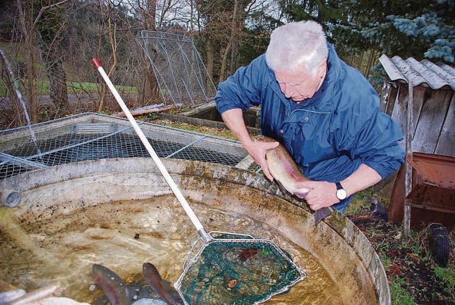 Fischzüchter Hans Meile entnimmt dem Brunnen ein Muttertier, um dessen Laich abzustreifen. (Bilder: Ruth Bossert)