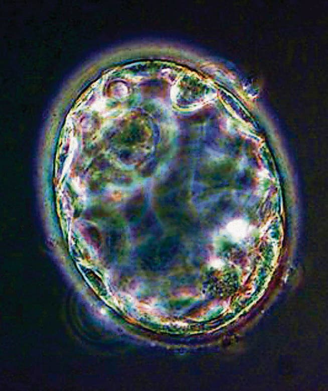 Fünf Tage alte embryonale Stammzellen aus dem Labor. (Bild: epa)