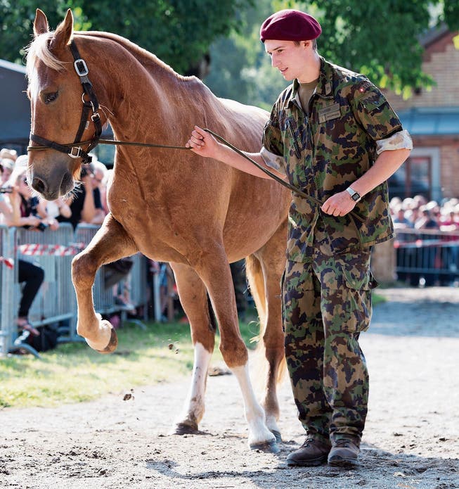 Ein Armeeangehöriger führt eines der Pferde zum Verkauf vor. (Bild: Anthony Anex/KEY)