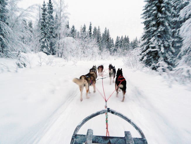 Eine Schlittenfahrt durch Lapplands tief verschneite Wälder: Sechs Huskys sind eingespannt. Die Hunde laufen am liebsten bei Temperaturen um die minus 15 Grad. (Bild: Maren Landwehr)