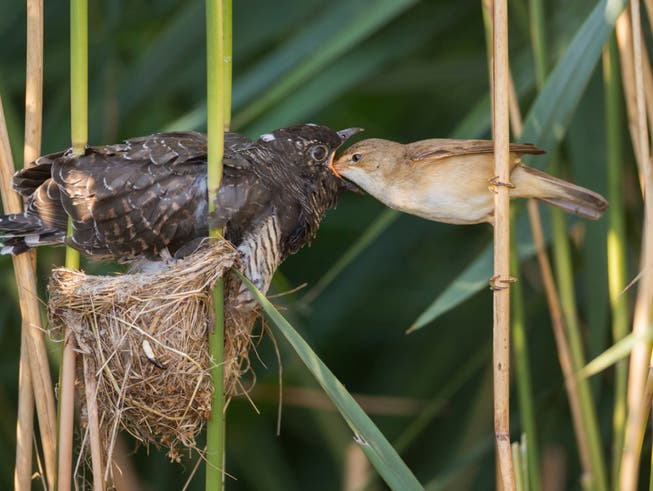 Ein junger Kuckuck wird von einem Teichrohrsänger gefüttert. (Bild: Vogelwarte)